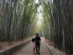 -广东茂名森林公园