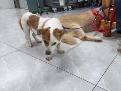 -达爱动物医院·犬猫分区·CT·复杂眼科(远洋山水分院)