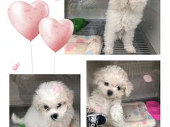 -萌宠之家·腊肠犬·马尔泰·小体犬舍