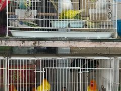 -南汇花鸟市场(上海浦东新花卉店)