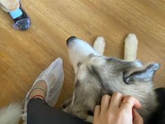 -Husky Go! 哈士奇体验馆·宠物咖啡厅狗咖