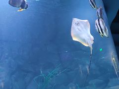 -贝林大翅鲸简餐厅(国家海洋博物馆店)