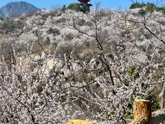 -白水寺森林公园