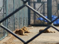 -大连森林动物园