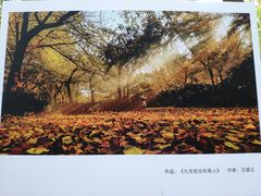 -上海共青森林公园