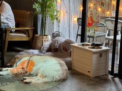 -咖法森林·咖啡  酒吧(天河店)