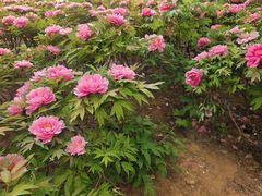 -济南植物园