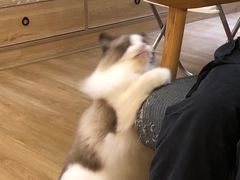 -滚猫咖啡·猫咖·猫友好撸猫(未来城店)