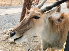 -北京野生动物园