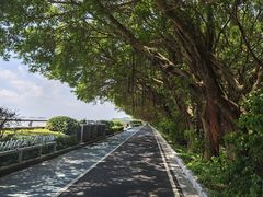 -大湾区中央湿地公园