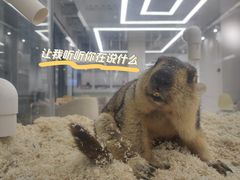 -怪兽屋·羊驼·猫咖·狗咖(俊华广场店)