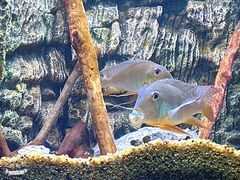 -上海海洋水族馆