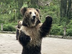 -贵州森林野生动物园