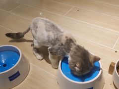 -momokira米努特·德文卷毛猫·棉花面纱犬