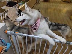 -Husky Go! 哈士奇体验馆·宠物咖啡厅狗咖