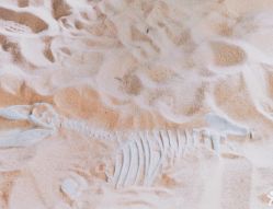 -恐龙探索乐园(磁器口店)