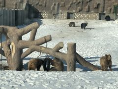 -新疆天山野生动物园