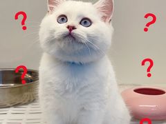 -lincat·猫舍(广州店)