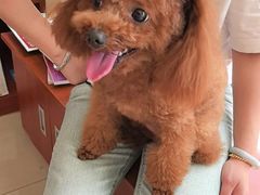 -艾贝尔宠物医院 ·内科全科(梁溪路店)