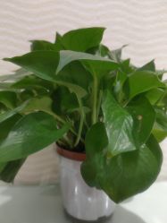 -SILKTONE诗丽堂美容