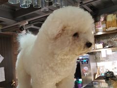 -more than meow吴止猫主题餐厅(承德 中船汇店)