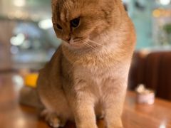 -猫小院猫主题餐厅(三里屯店)
