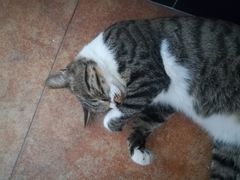 -致善宠物医院(体育路店)