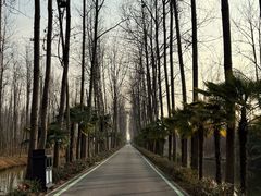 -合肥滨湖国家森林公园