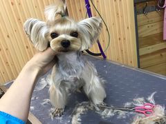 -爱宠屋pet shop·宠物洗澡·宠物美容