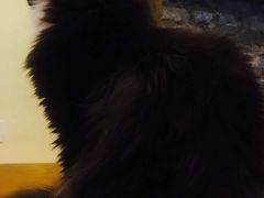 -猫色咖啡·猫咖