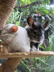 -Zoolung Zoolung动物主题公园(海信广场店)