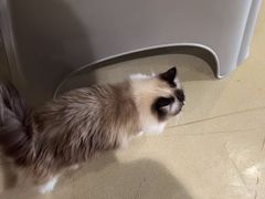 -藏猫猫咖啡主题馆(中央大道店)