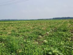 -西青郊野公园