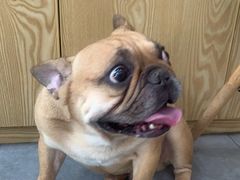 -帕帕拉兹宠物(亚洲旗舰店)