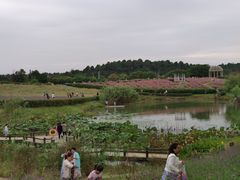 -大塘金香草谷