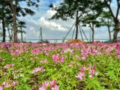 -芒洲湿地公园