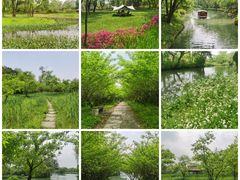 -西溪国家湿地公园