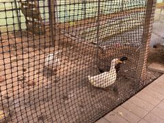 -庞各庄翠芳园西瓜蔬菜基地采摘园