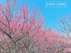 -顾村公园