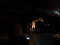 -清迈夜间动物园