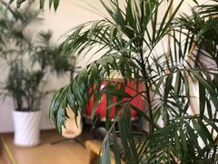 -音歆国艺馆·民乐培训(双榆树店)