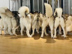 -Husky Go! 哈士奇体验馆·宠物咖啡厅狗咖