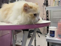 -FAELING PETS美天灵宠物(富力广场店)