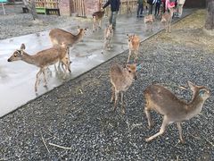 -鹿境梅花鹿生态园区