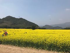 -新建村梅花