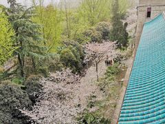-武汉大学-樱园