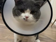 -伟伟宠物医院·CT影像中心·瑞派犬猫综合性门诊(汉口总院)