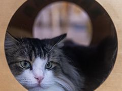 -柴迷FANS CLUB·柴犬狗咖·猫咖