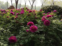 -洛阳市隋唐城遗址植物园