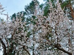 -黑龙江省森林植物园
